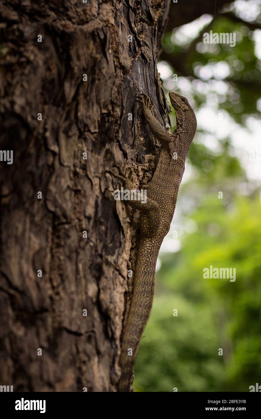 A small monitor lizard (varanus niloticus) climbs a thick tree truck with thick bark. Stock Photo