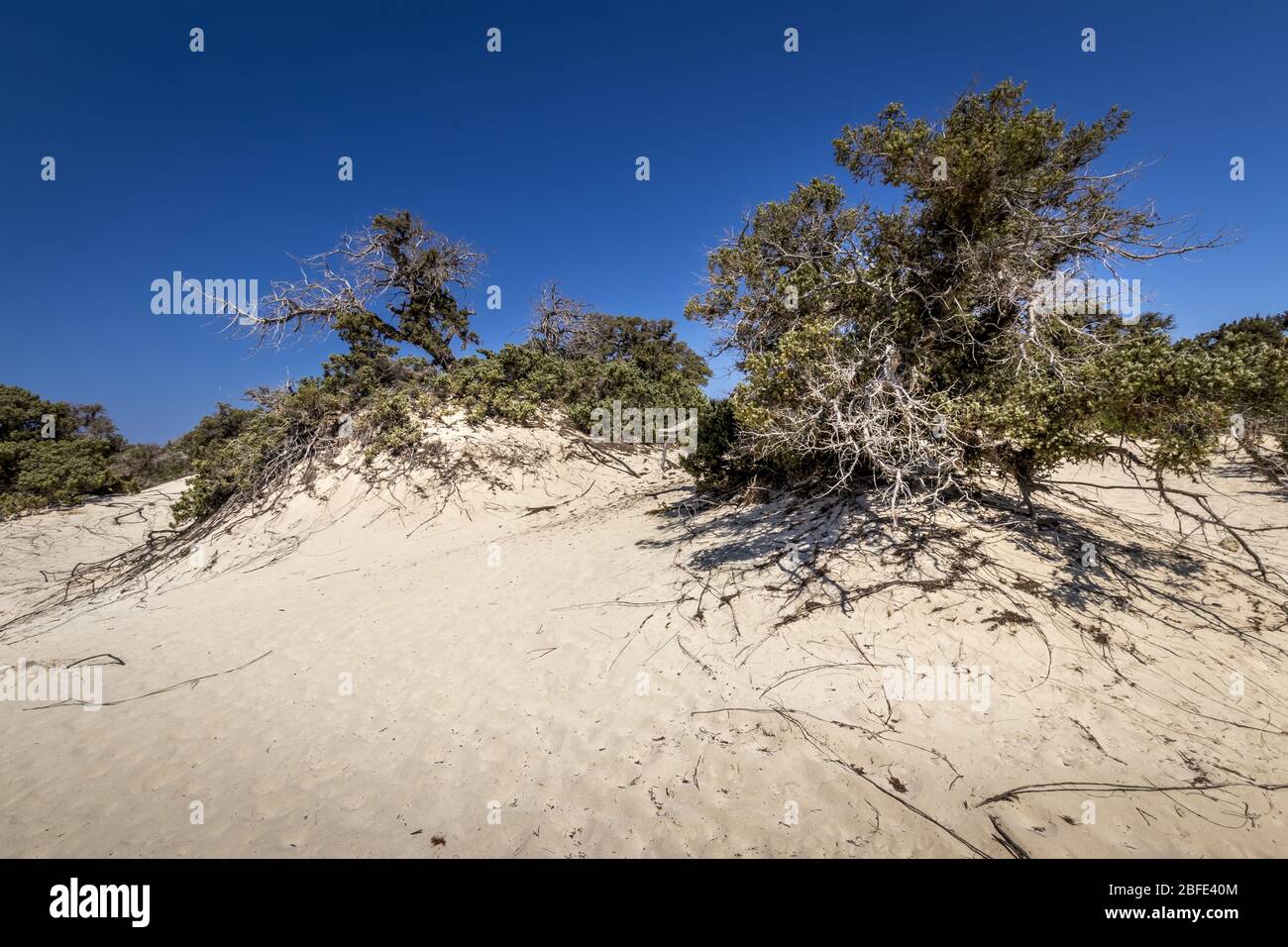 Chrissy island scenery on a sunny summer day with dry trees, white sand and blue clear sky. Crete, Greece. The southernmost island of Europe with a dr Stock Photo
