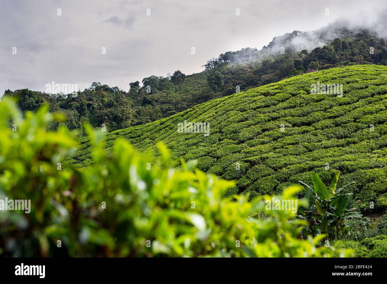 The beautiful rolling hills of the Cameron Highlands covered in tea