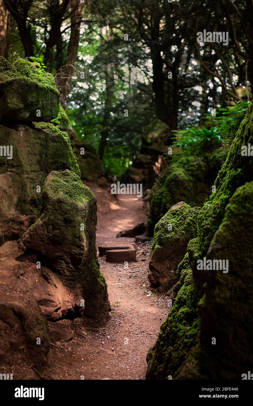 A basic dirt path leads deep in to the dark Puzzlewood forest, Coleford, England. Stock Photo