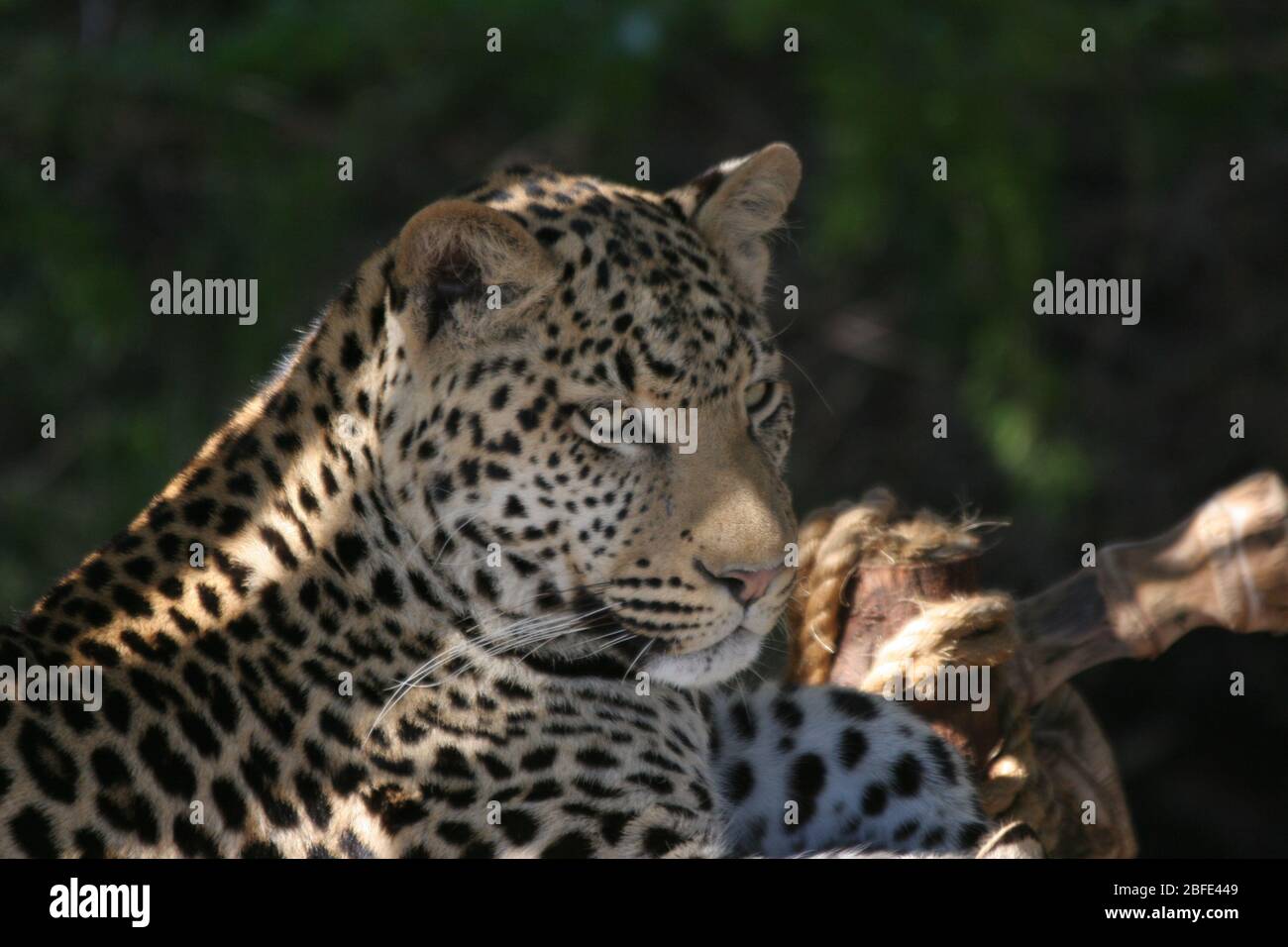 Leopard hunting at night hi-res stock photography and images - Alamy