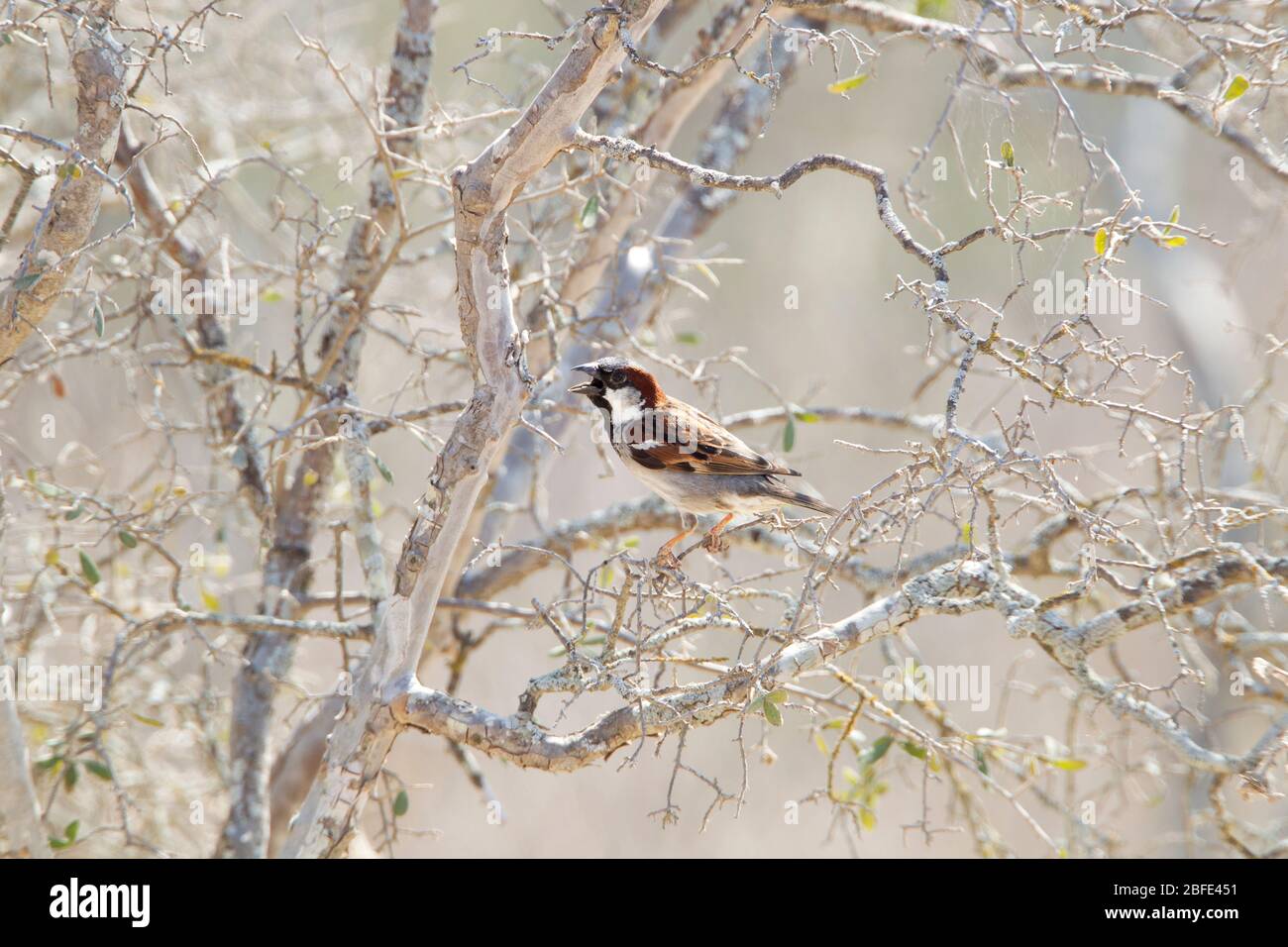 House Sparrow, Passer domesticus, in desert scrub, Texas Stock Photo