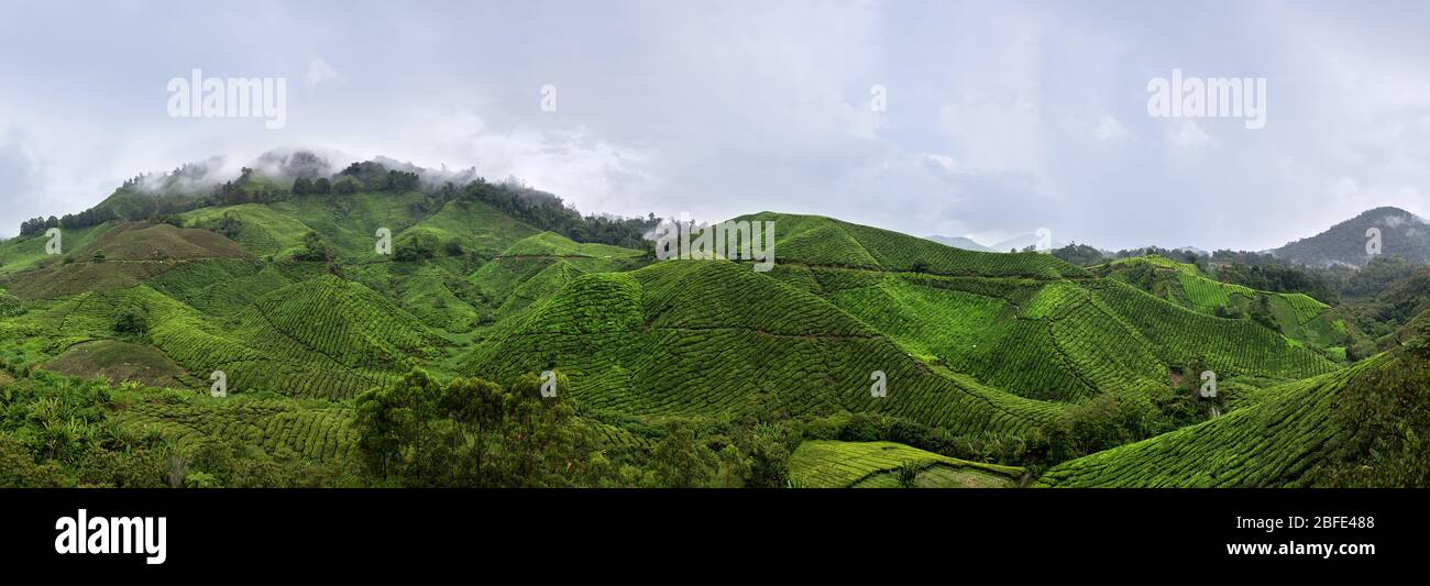 The beautiful rolling hills of the Cameron Highlands covered in tea plantation farms in South Malaysia. Stock Photo