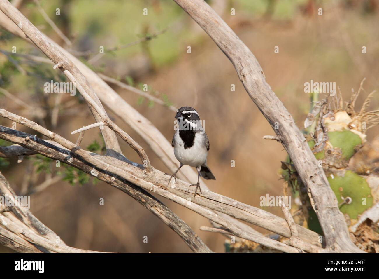 Black-throated Sparrow, Amphispiza bilineata, at Falcon State Park, Texas, USA Stock Photo