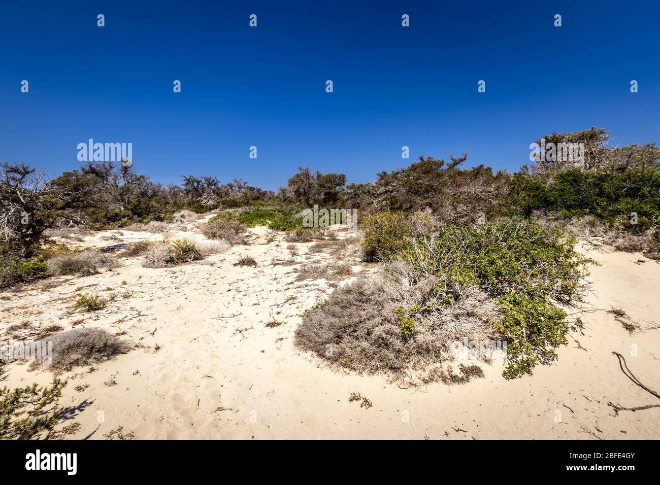Chrissy island scenery on a sunny summer day with dry trees, white sand and blue clear sky. Crete, Greece. The southernmost island of Europe with a dr Stock Photo