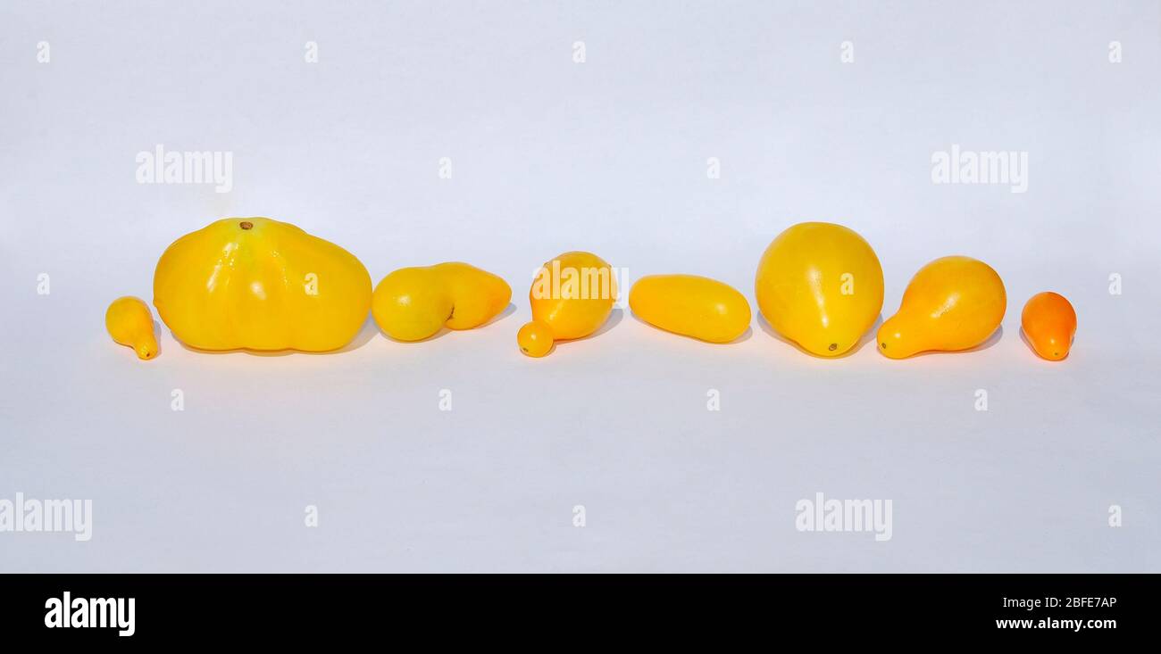A row of eight yellow pear tomatoes (sometimes known as Beam's Yellow Pear). The shows the variety of sizes and shapes that can grow Stock Photo