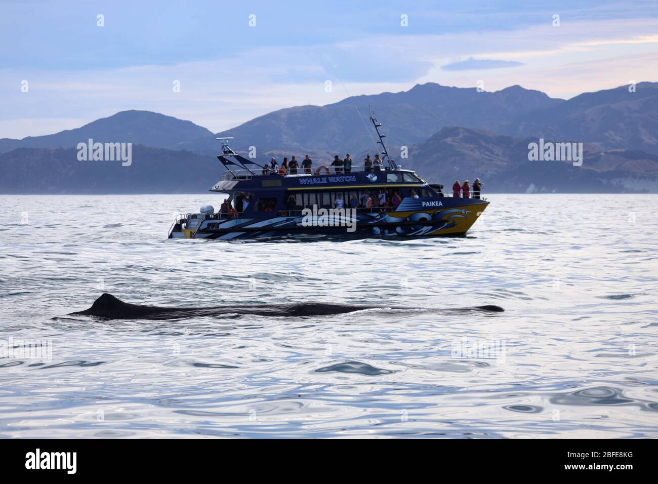 Surfaced sperm whale hi-res stock photography and images - Alamy Surfaced sperm whale hi-res stock photography and images - Alamy