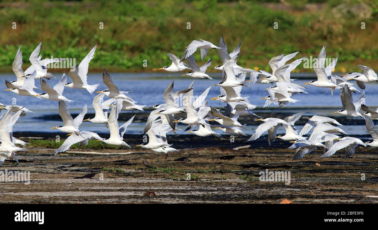 flock of Cabot's Tern (Thalasseus acuflavidus) flying over a lake Stock Photo