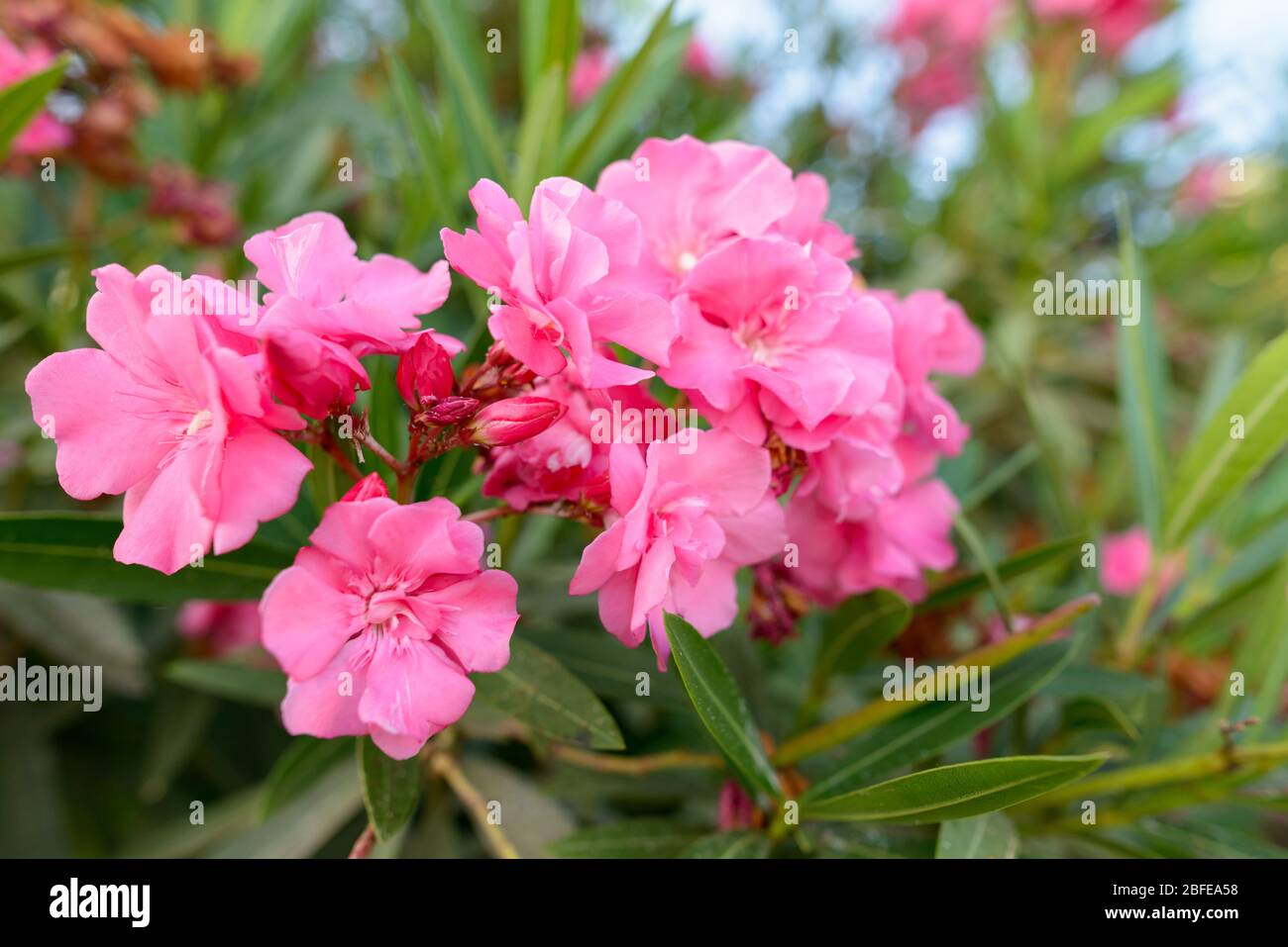 Closeup beautiful pink flower hi-res stock photography and images - Alamy
