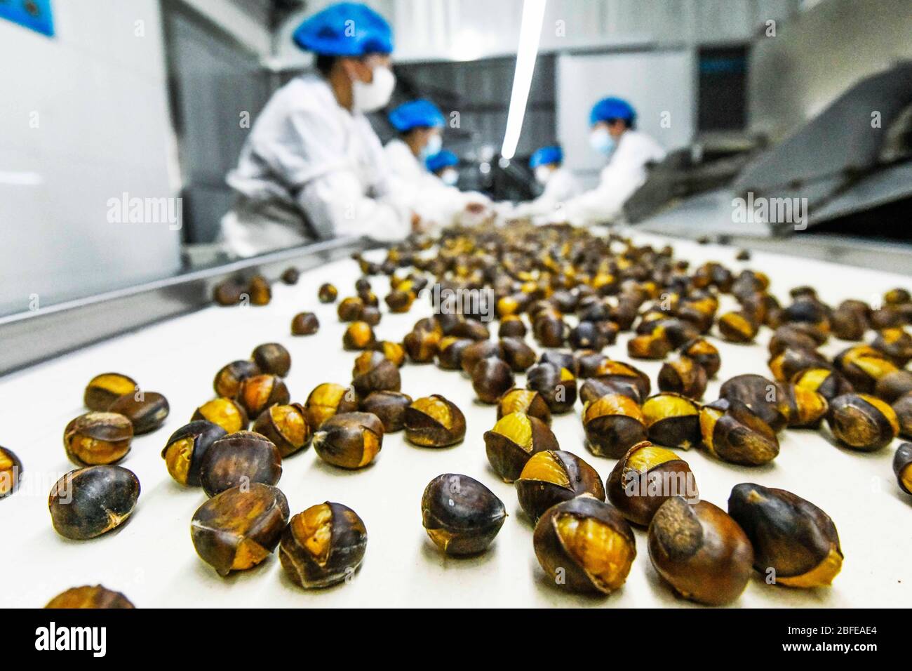 Chestnuts production hi-res stock photography and images - Alamy