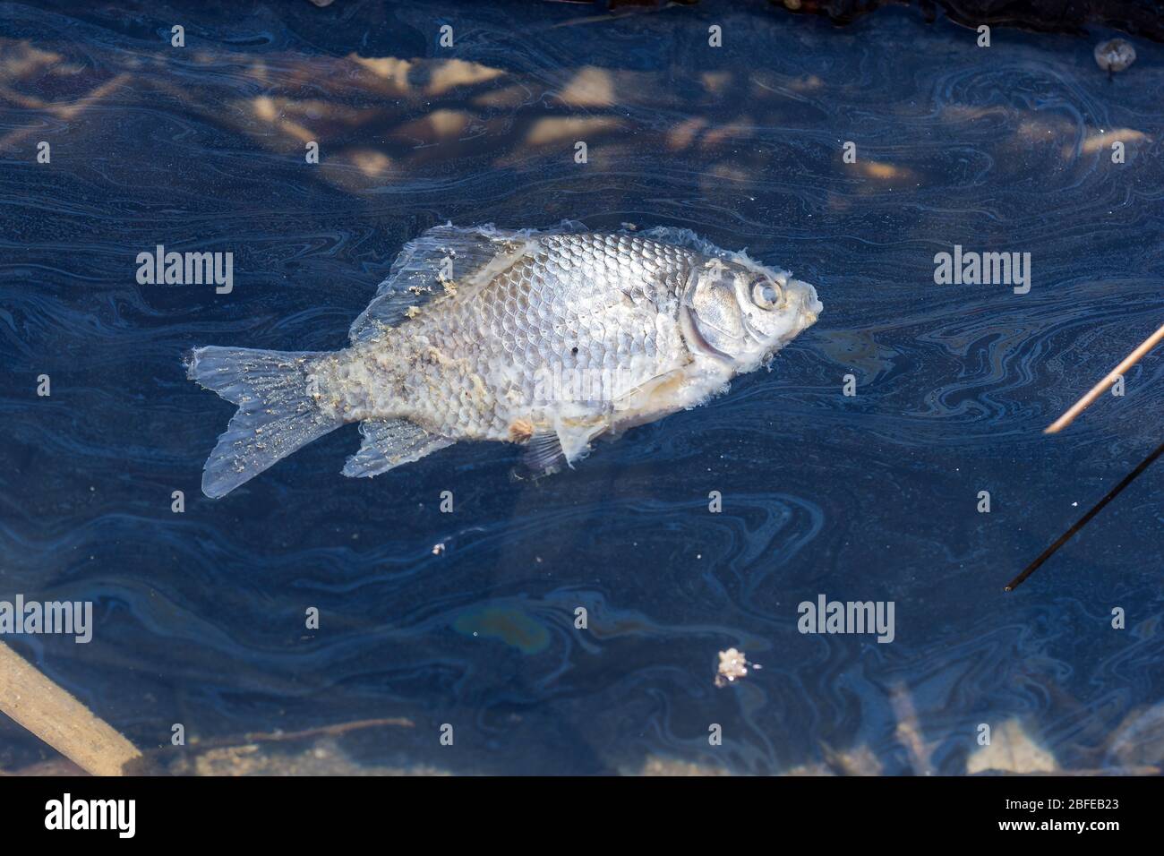 Dead fish on the surface of a polluted pond. The consequence of human life. Stock Photo