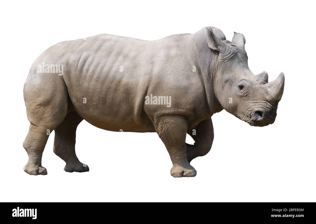 white rhinoceros isolated on white background Stock Photo
