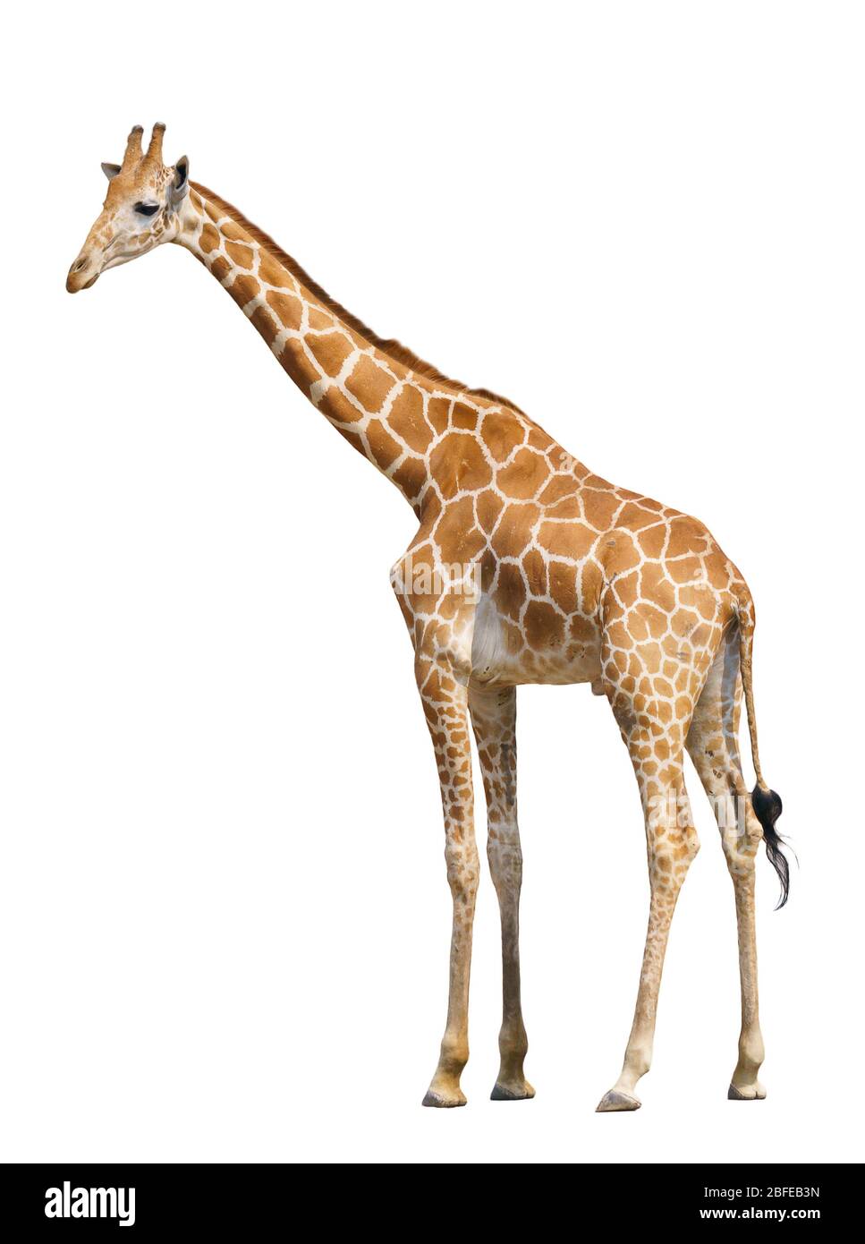 giraffe isolated on white background Stock Photo