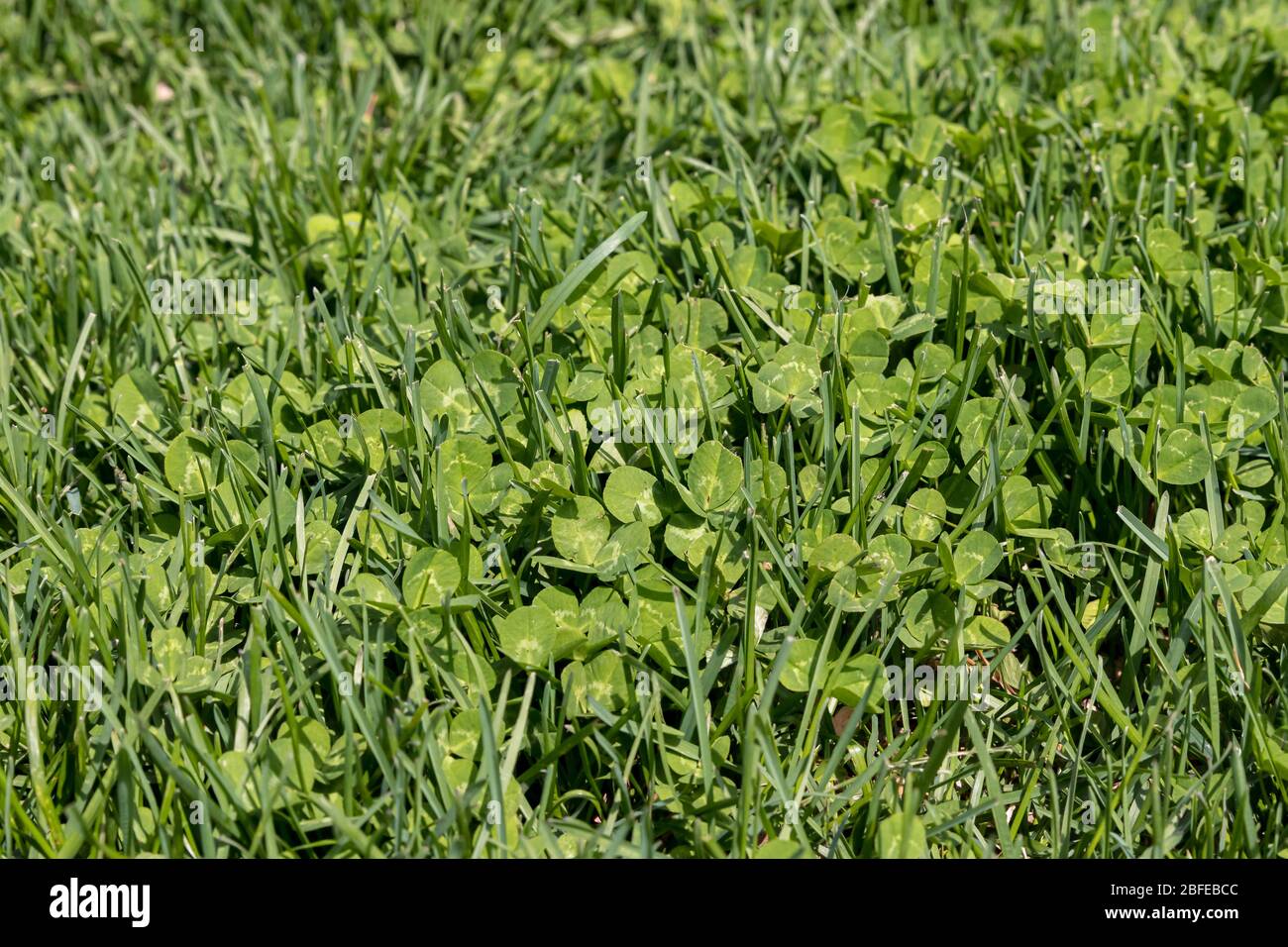 Clover weeds growing in grass of yard. Home lawncare, maintenance and