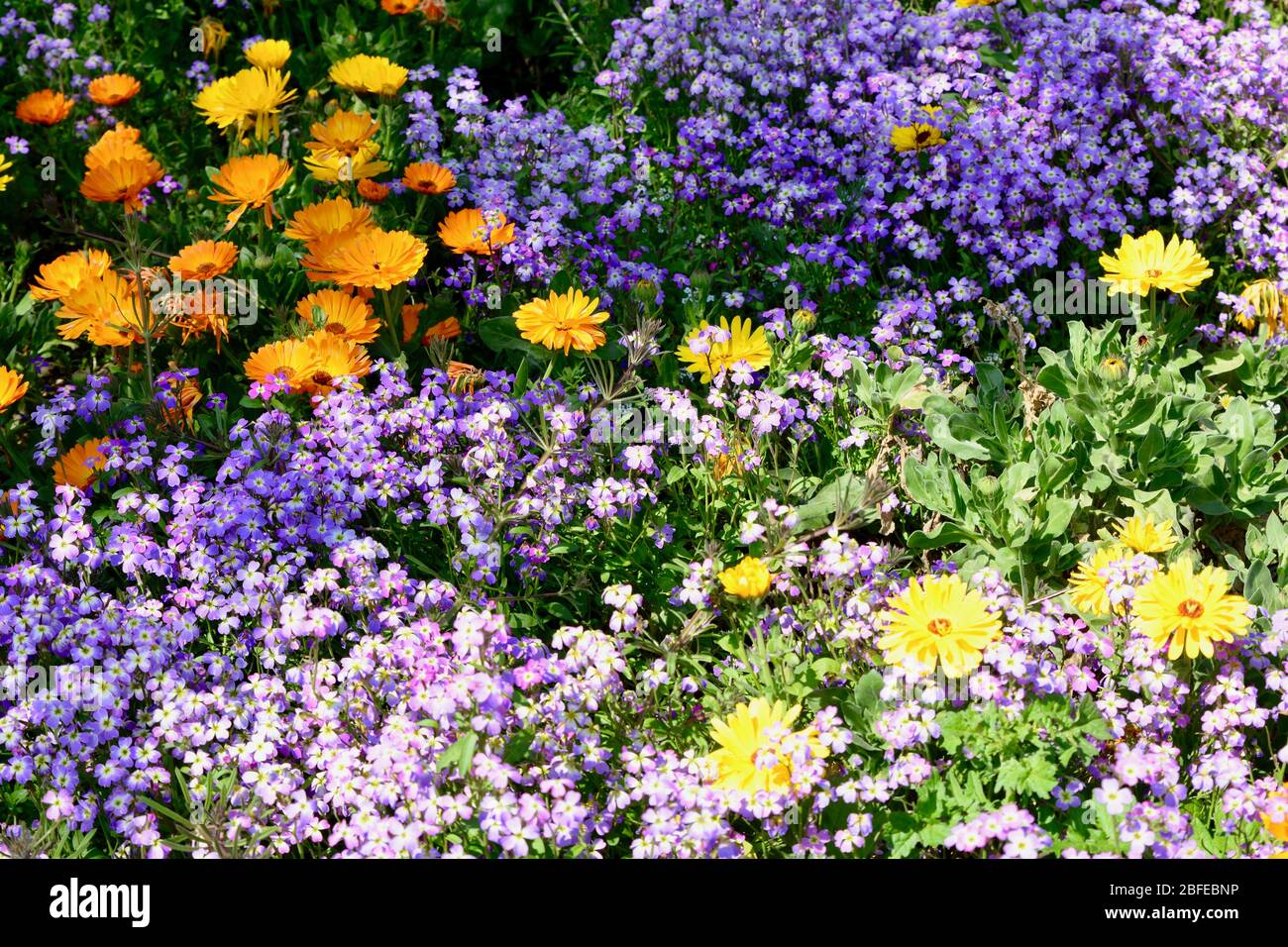 A border of colourful British summer flowers Stock Photo - Alamy