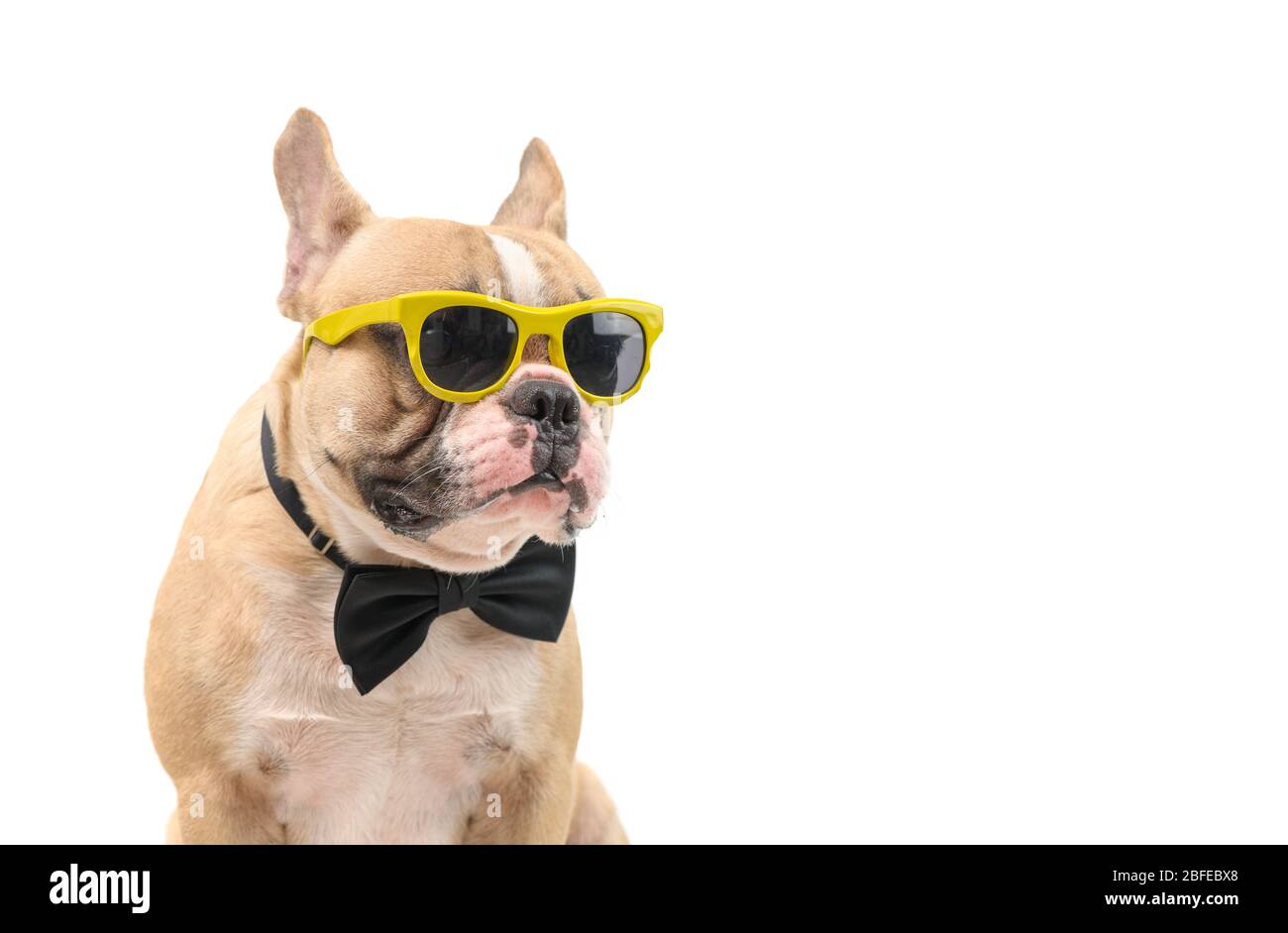 Cute  brown french bulldog wear sunglasses and black bow tie isolated on white background, pet and animal concept Stock Photo