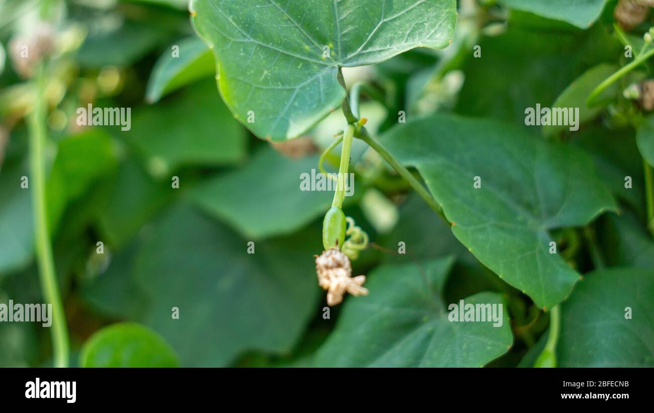 Exclusive The Riley Mae Onlyfans Scandal You Need To See