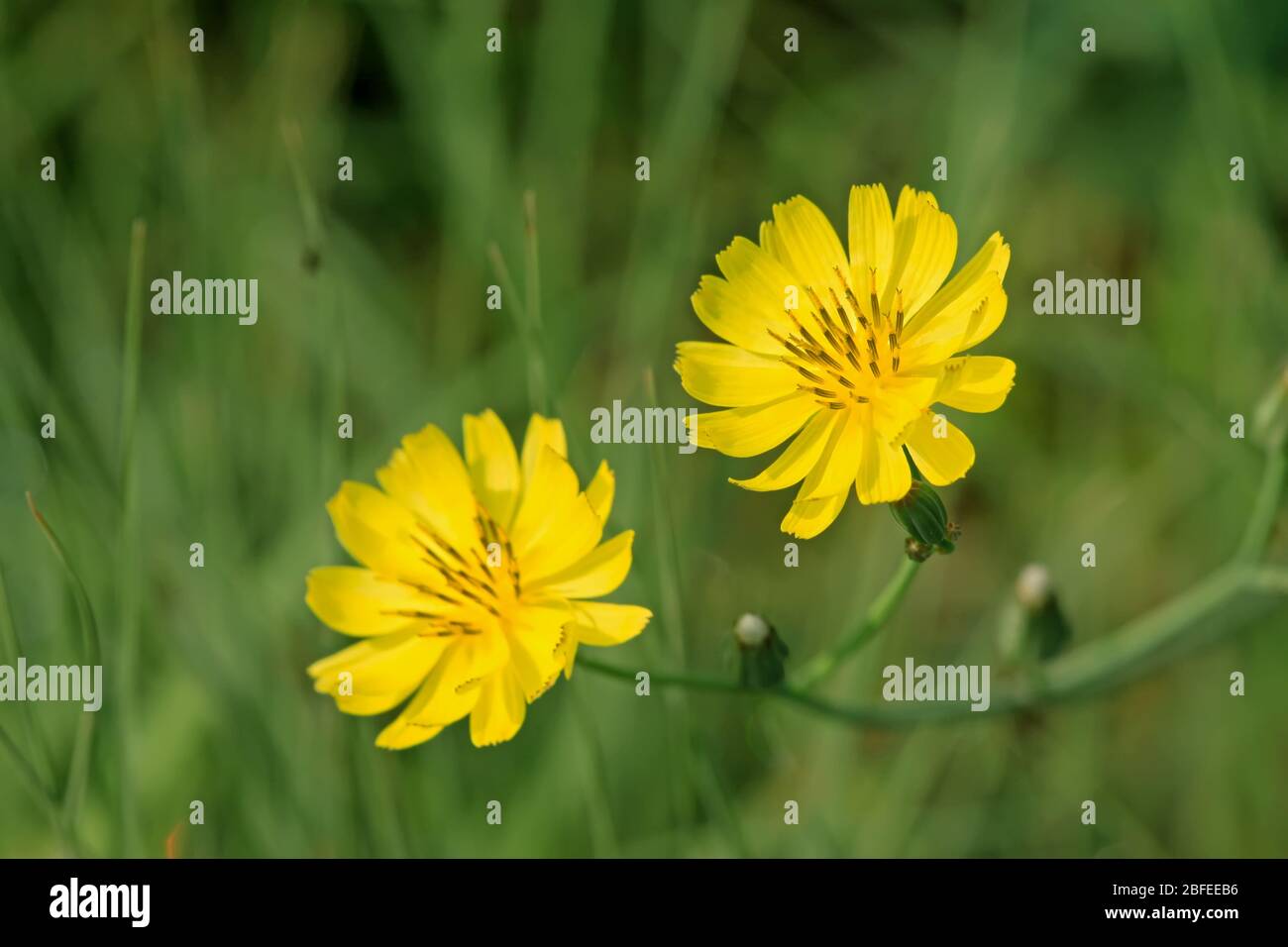 close up of a kind of plant, which named lactuca indica, with beautiful flowers. Stock Photo