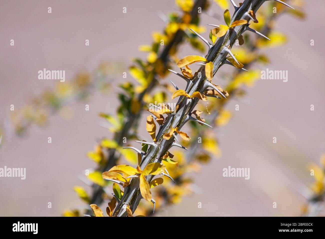 Yellow ocotillo thorns closeup "Fouquieria splendens" sharp spiny plant growing in desert