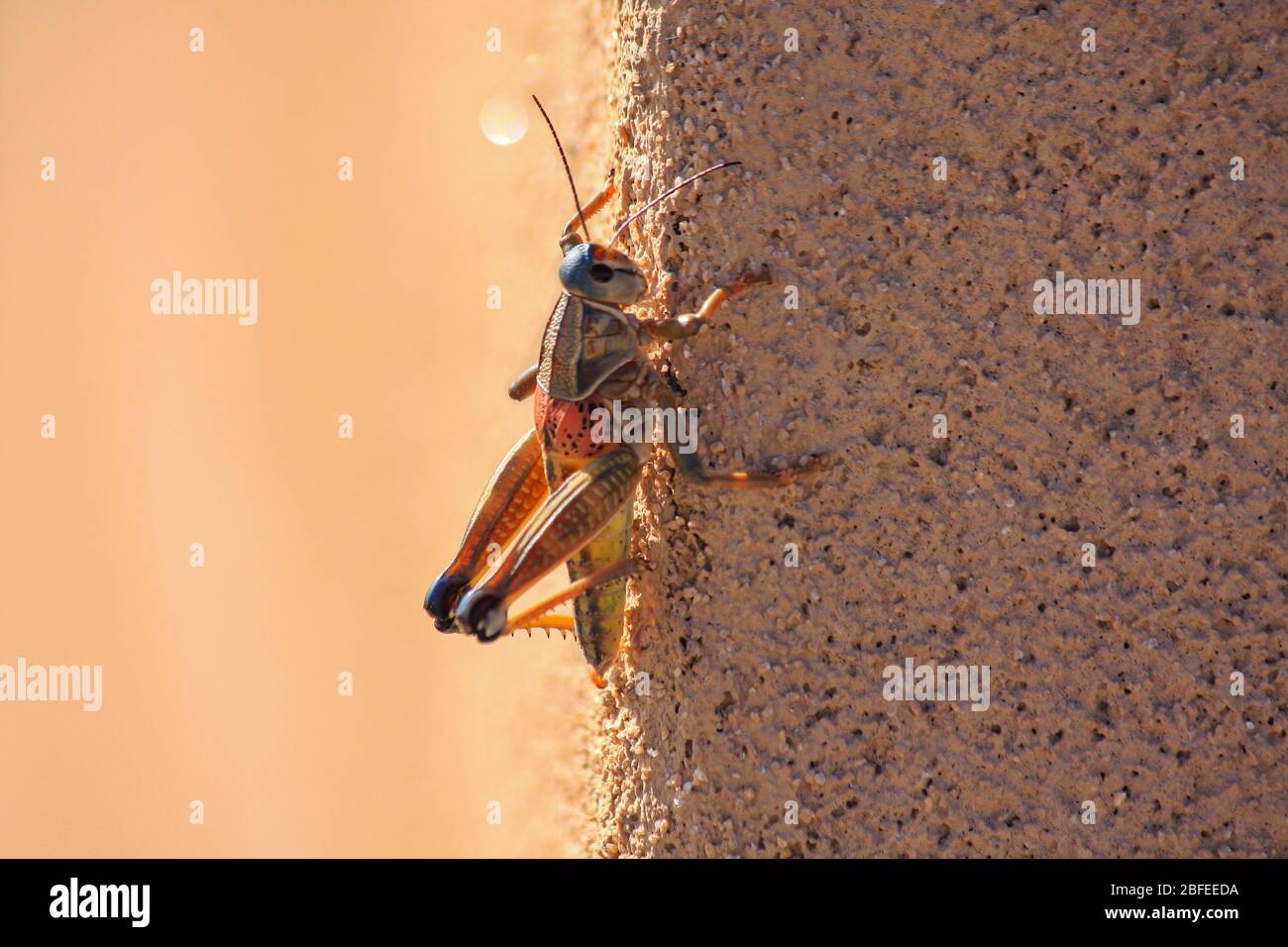 Locust grasshopper of family 'Acrididae', solitary short-horned insect that can form swarms. Side view of antenna anatomy detail Stock Photo