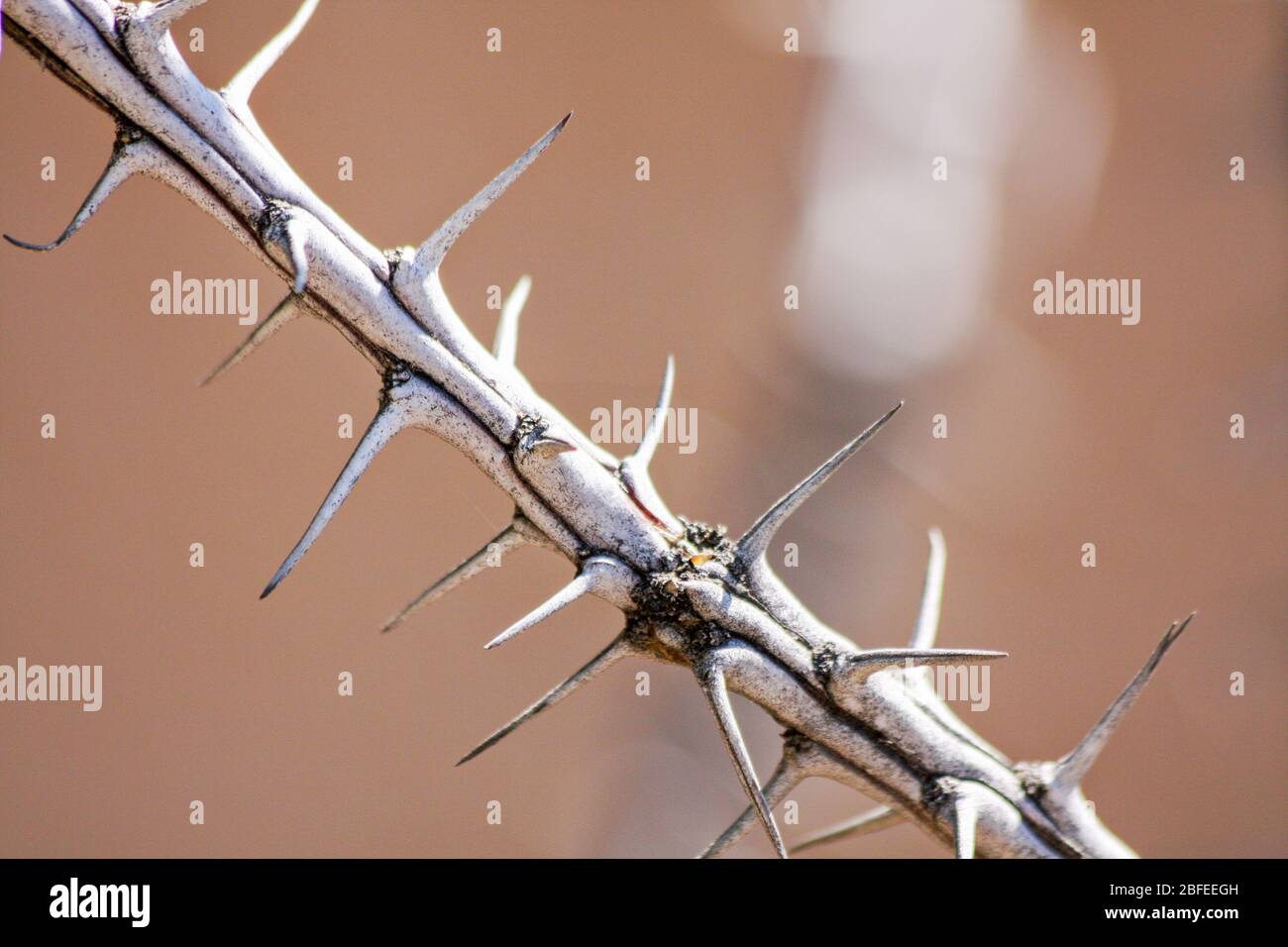 Ocotillo thorns closeup "Fouquieria splendens" sharp spiny plant