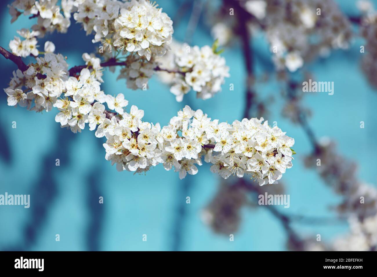 Close up of spring white flowers on blue wall background. First blossom