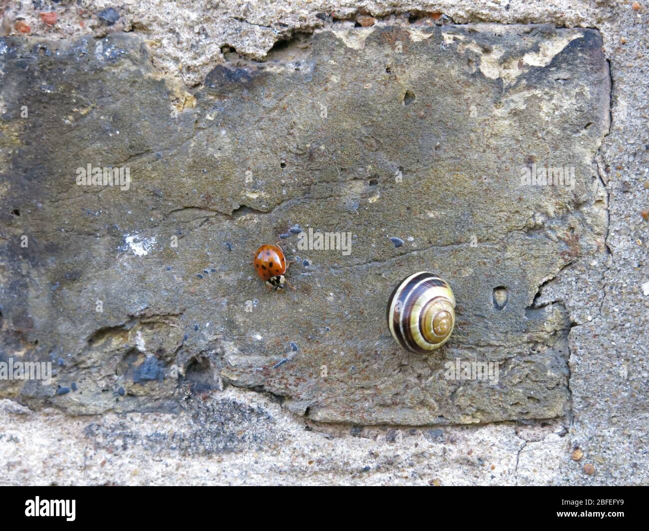 an abstract image showing a striped shell of a snail and a ladybird upon a textured slab of concrete Stock Photo
