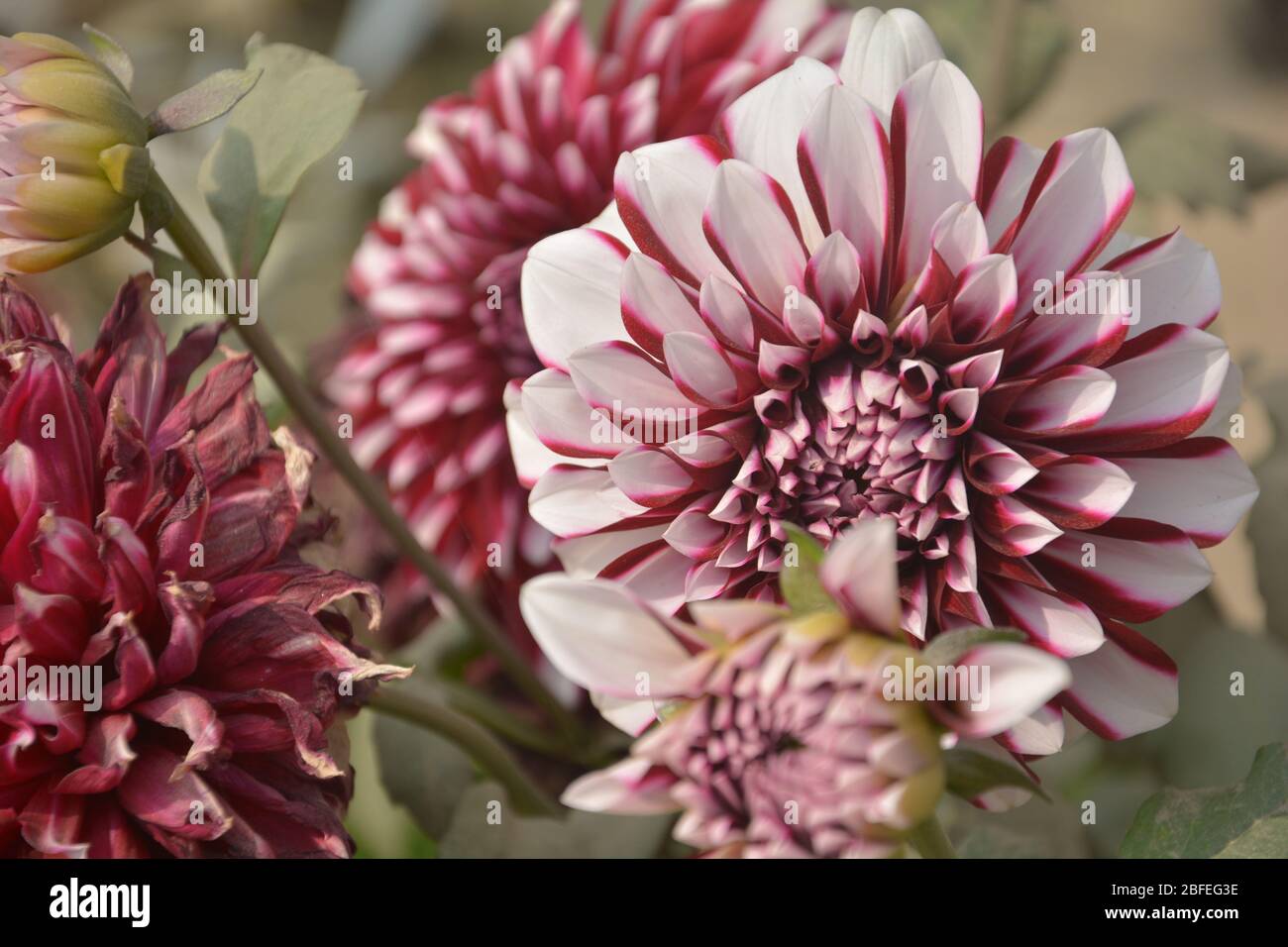 Close up of a beautiful collage of purple and white dahlia flower blooming in a garden Stock Photo