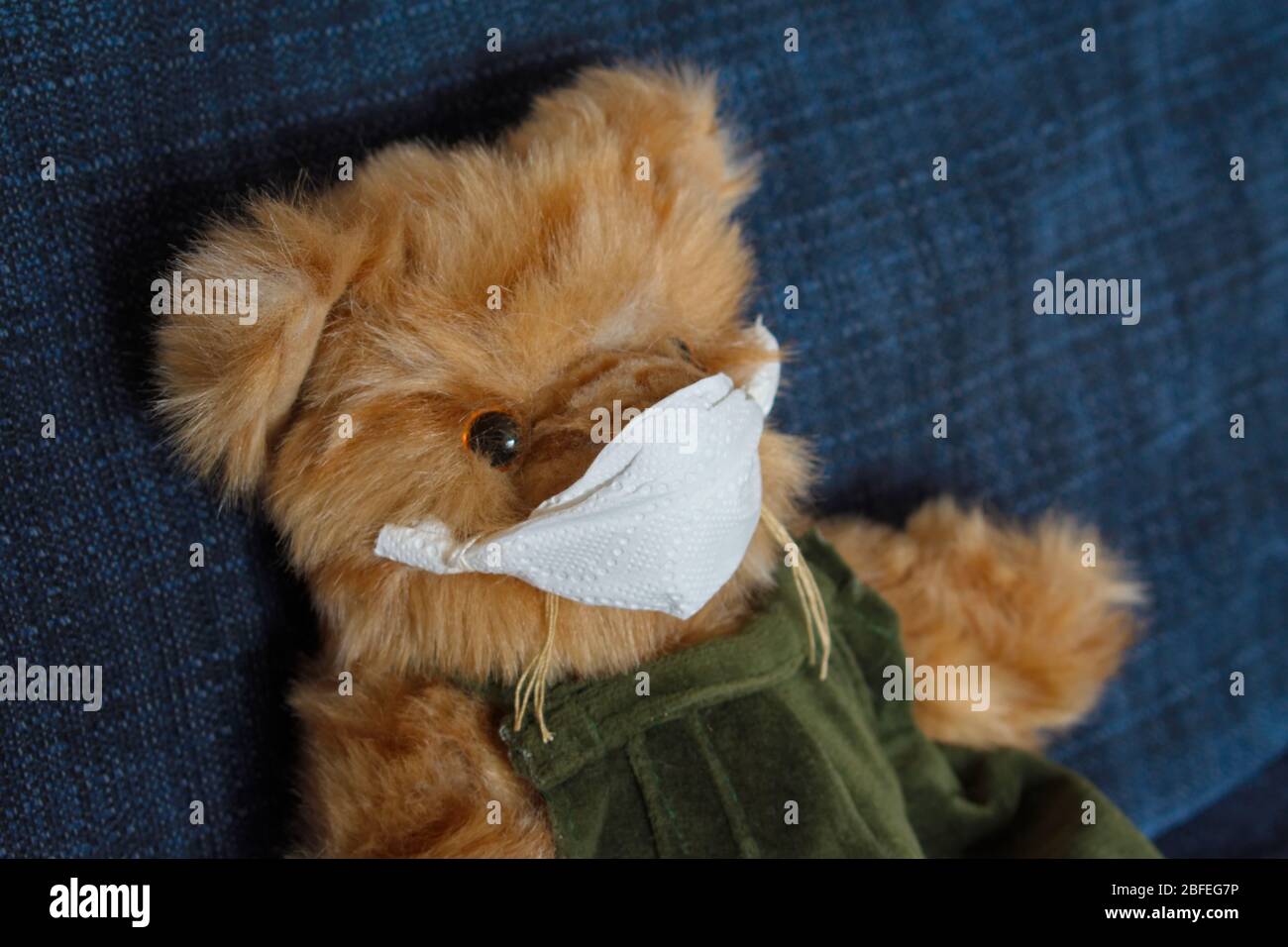 A furry teddy bear wearing a protective face mask is sitting on a blue sofa. Stock Photo