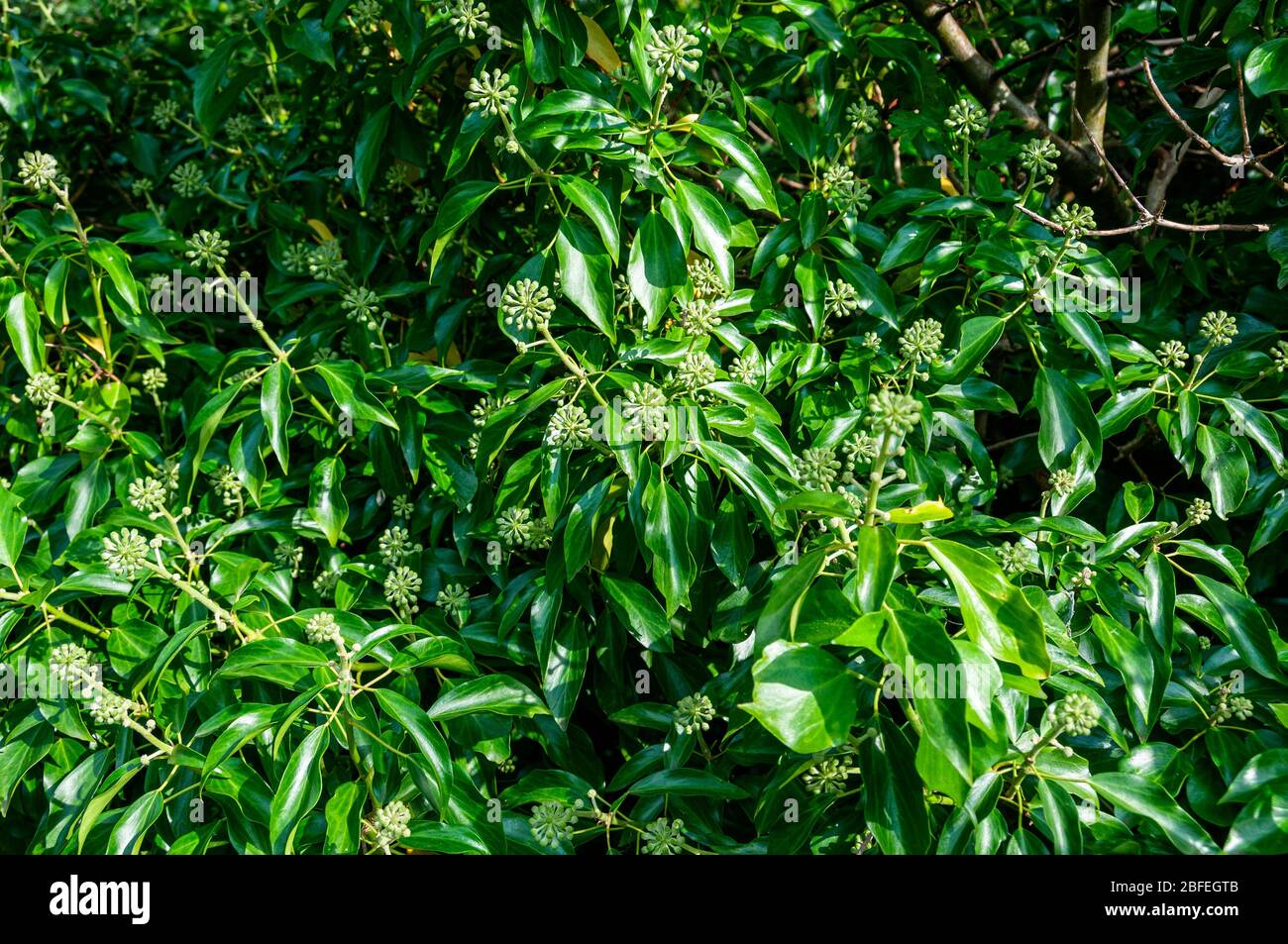 Clusters of pale green spherical buds arranged in a globularly by whitish stems to brown woody branches contrast strongly with the dark green leaves Stock Photo