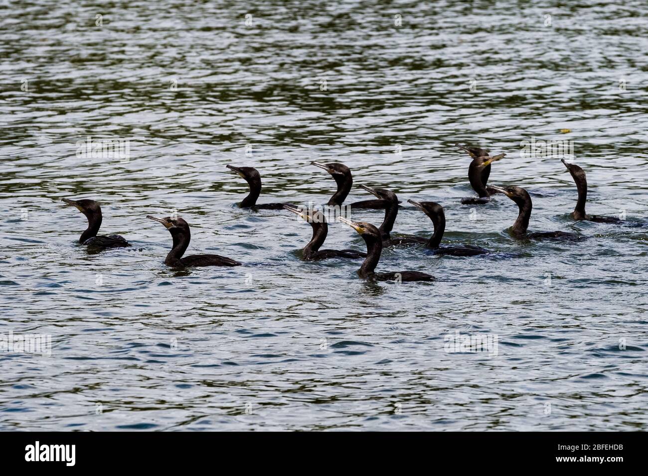 Cormorant birds of las isletas de Granada Nicaragua lake Stock Photo