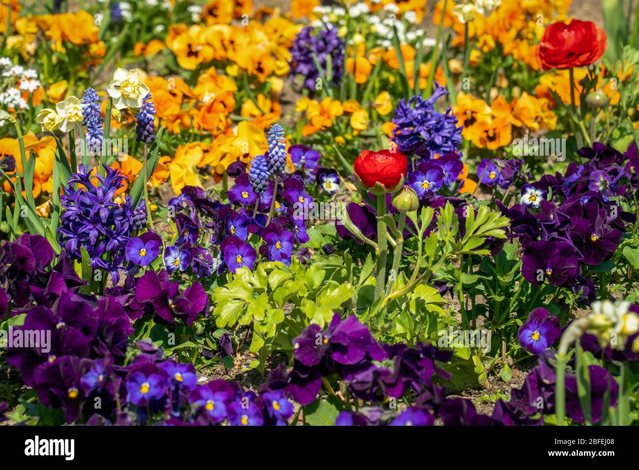 Very colorful spring flower bed with daffodils, pansies, buttercups and ...