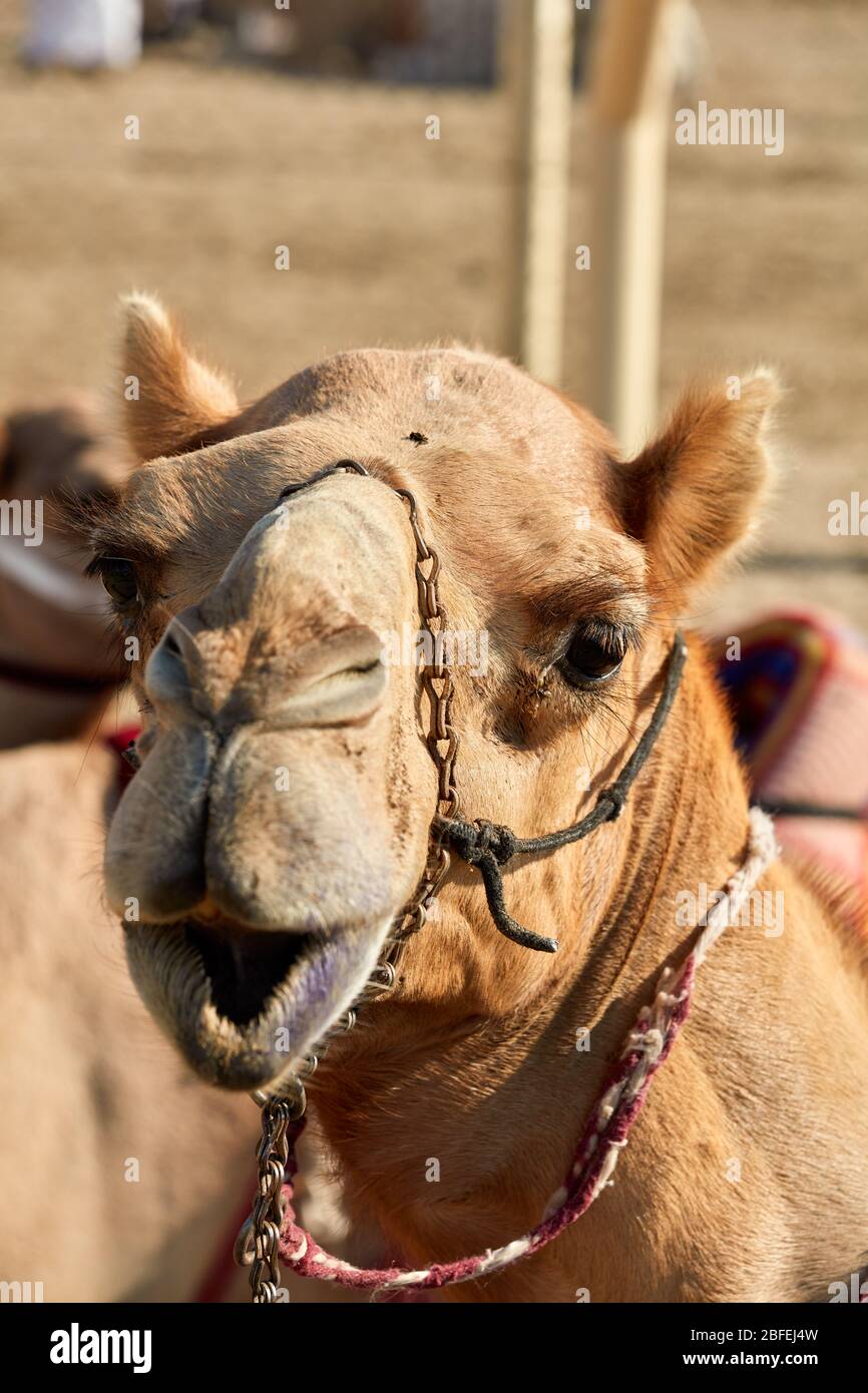 traditional camel dromadery race of Ash-Shahaniyah in Qatar with robots instead of jockey Stock Photo