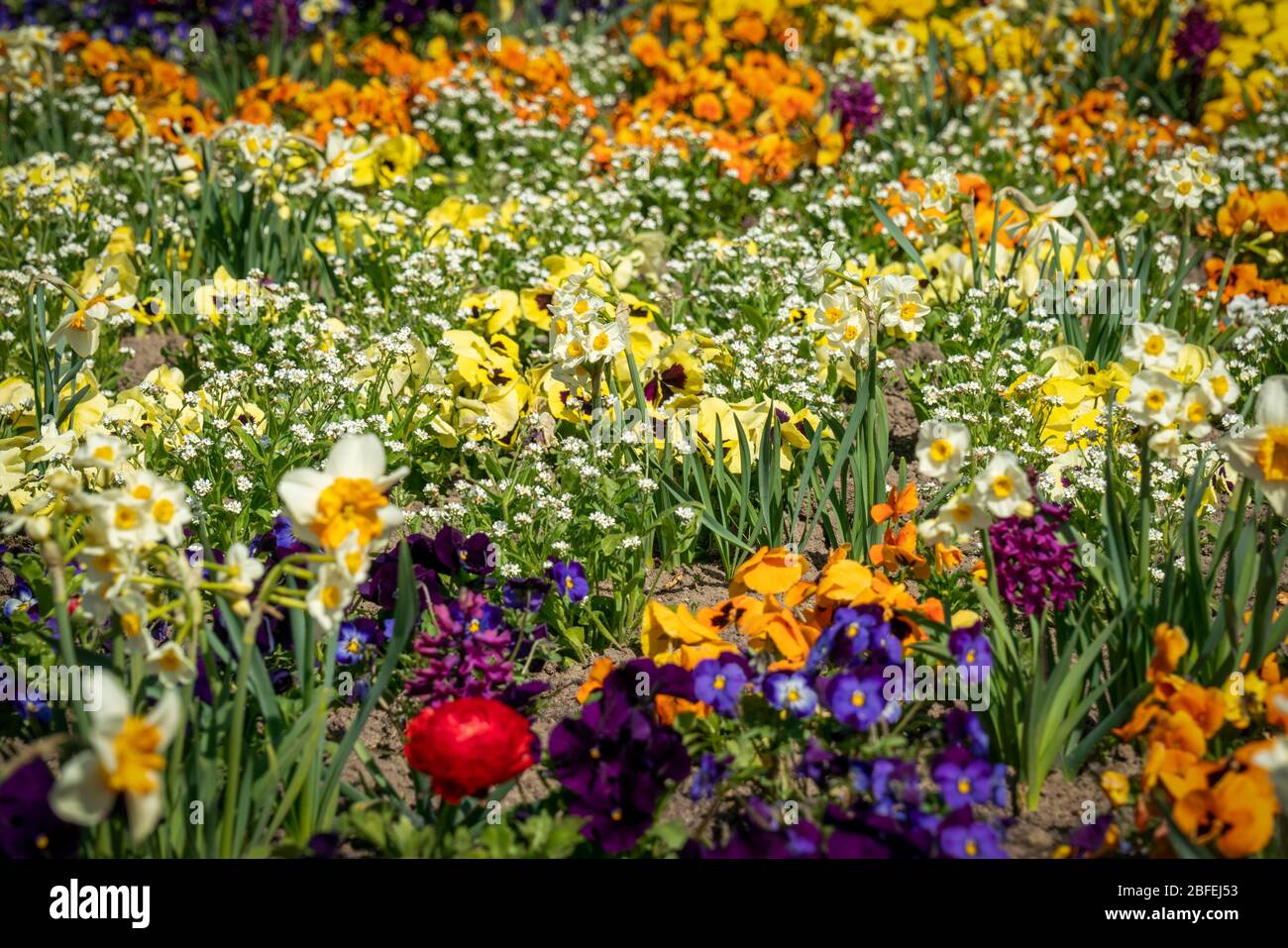 Very colorful spring flower bed with daffodils, pansies, buttercups and hyacinths Stock Photo
