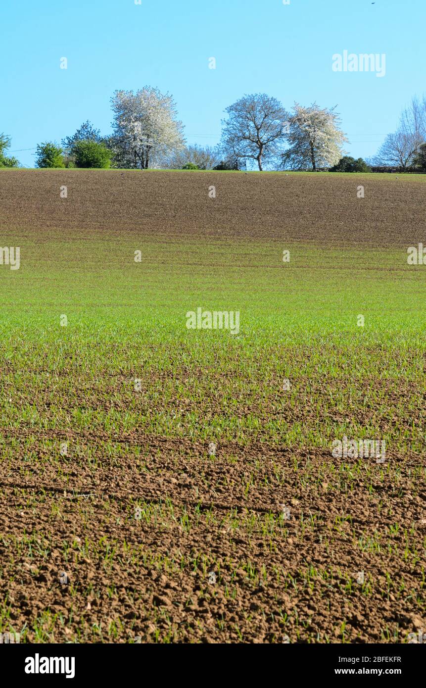 Shadows, Texture and Colour in farm fields in Bredon, Worcestershire, England, UK Stock Photo