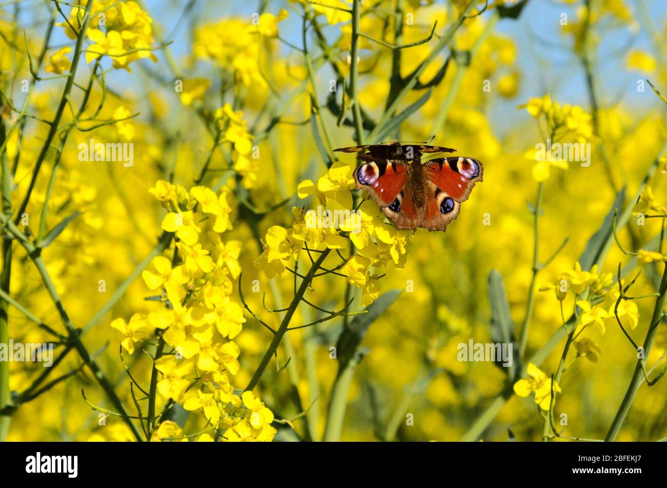 Butterflies in field of oil-seed rape in Bredon, Worcestershire, England Stock Photo