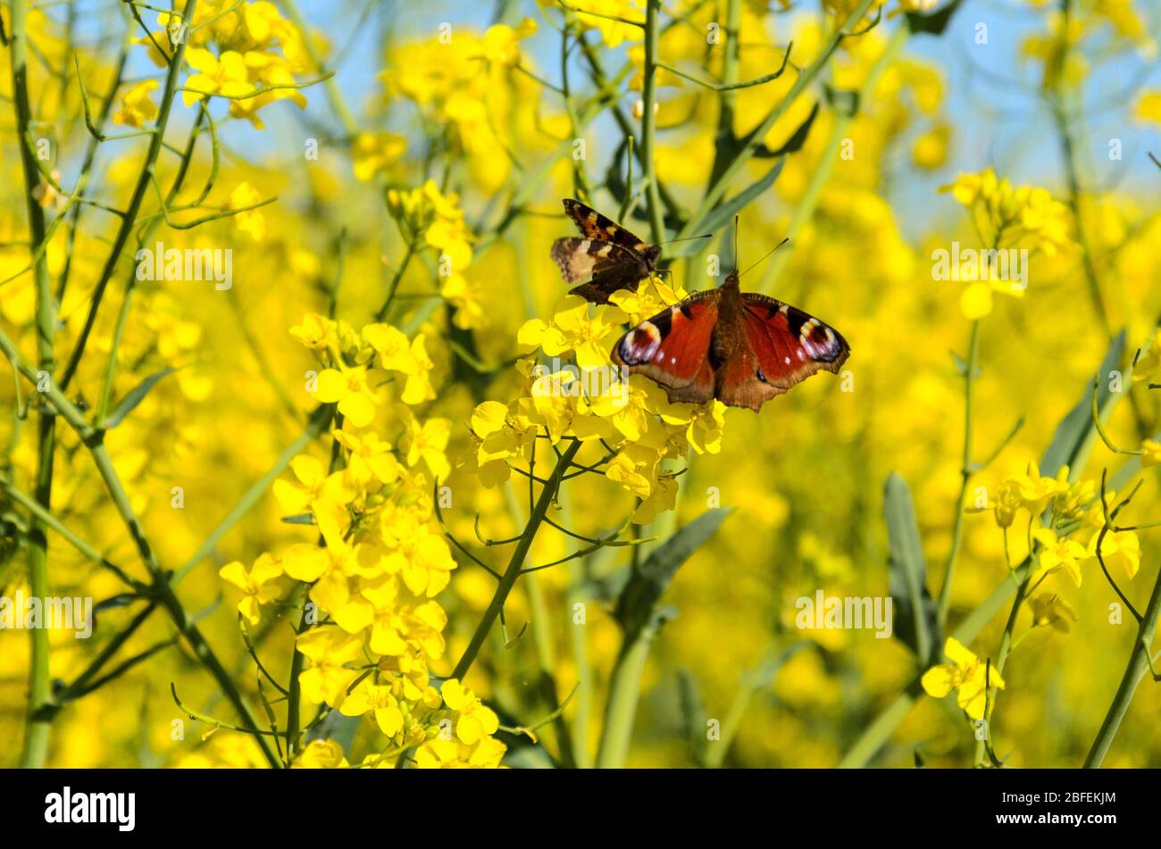 Butterflies in field of oil-seed rape in Bredon, Worcestershire, England Stock Photo