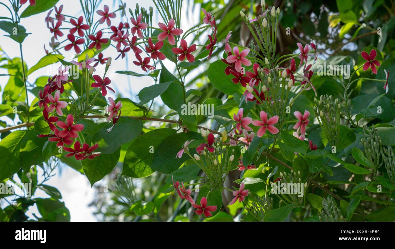 ,Combretum indicum are blooming and green leaf,Comb retina indicum flower are blooming in the garden,Rangoon creeper or quisqualis indica grows up in Stock Photo