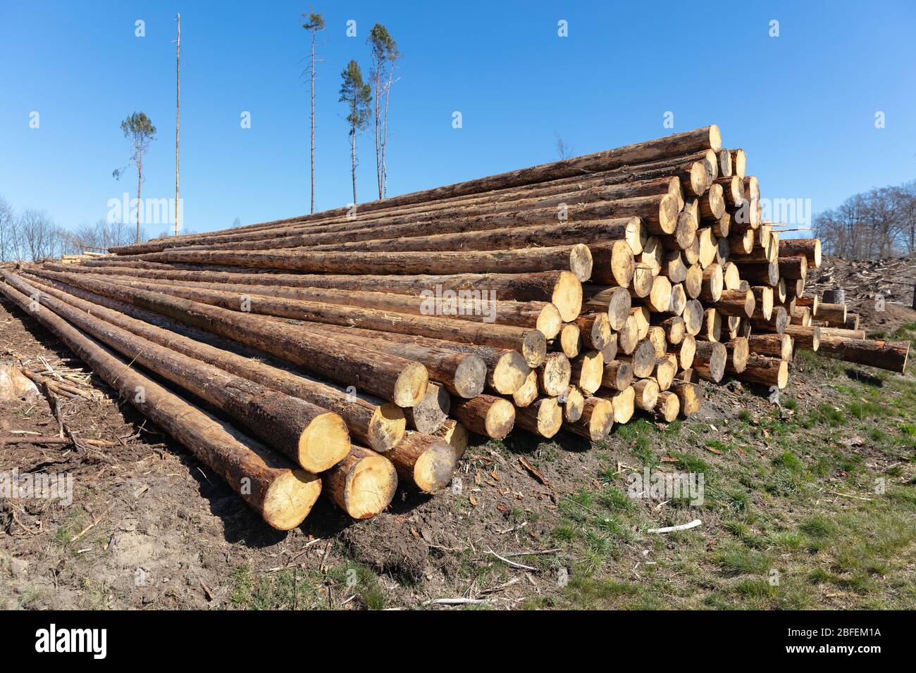 woodpile next to woodland cleared due to bark beetle infestation Stock Photo