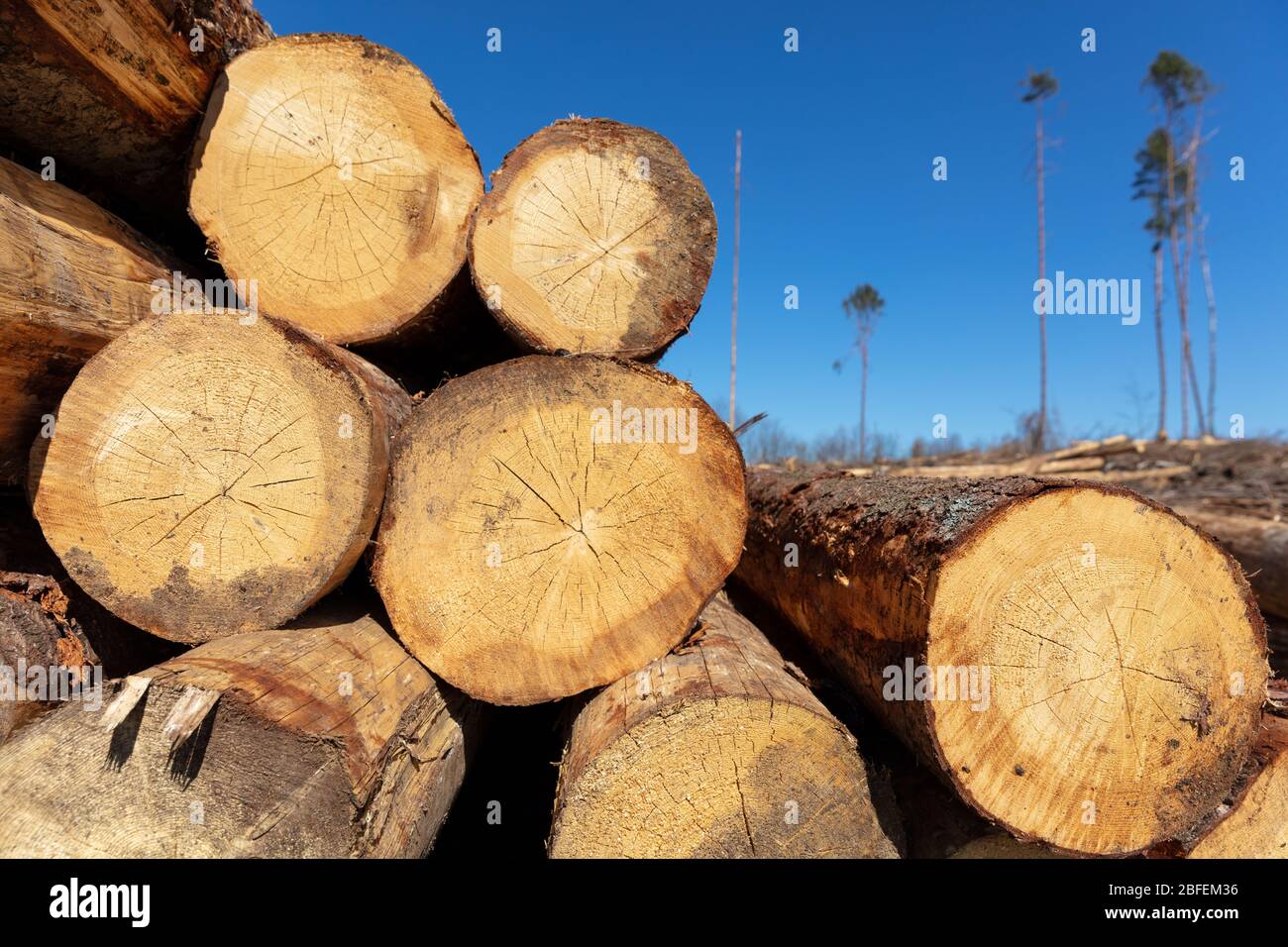 woodpile next to woodland cleared due to bark beetle infestation Stock Photo