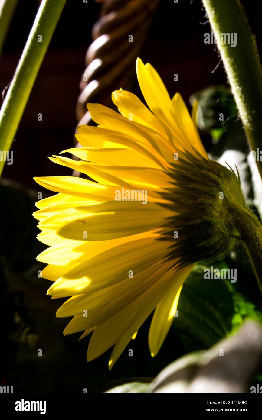 Back view of a backlit yellow Baberton Daisy (Gerbera Jamesoni) in monochrome, with a dark background Stock Photo