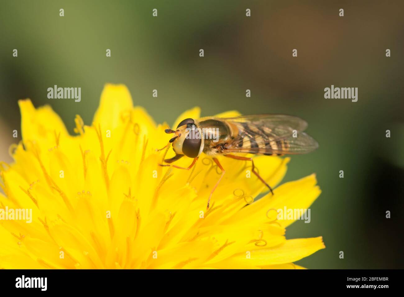 a kind of insects named syrphidae on a green leaf, photographs of ...