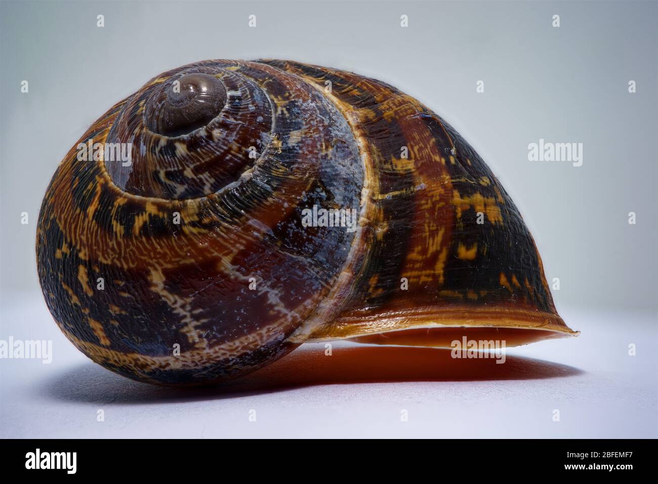 Cone snails hires stock photography and images Alamy