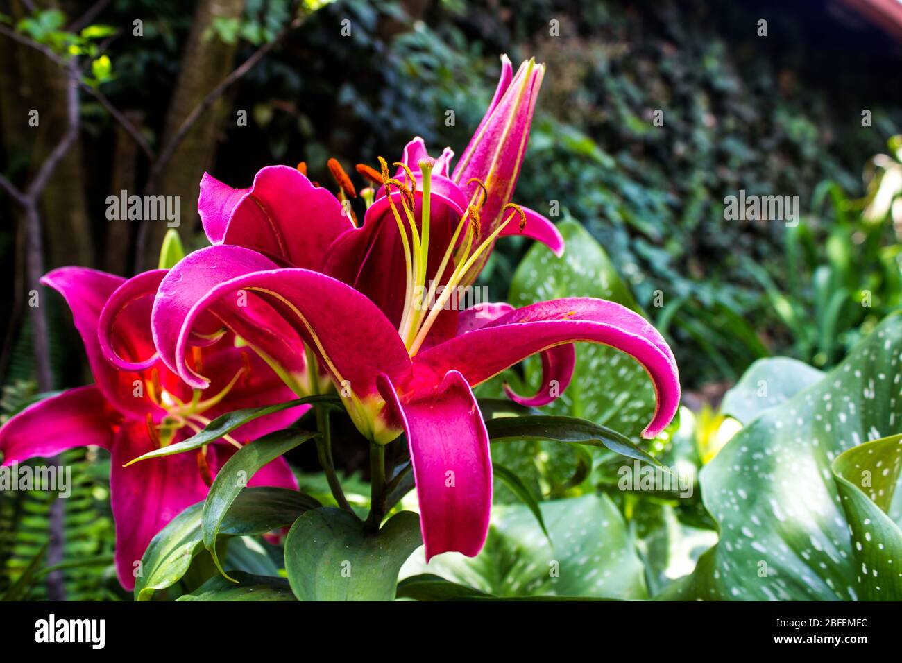 A group of reddish purple Oriental hybrid lilies, partly opened, with some still in bud Stock Photo