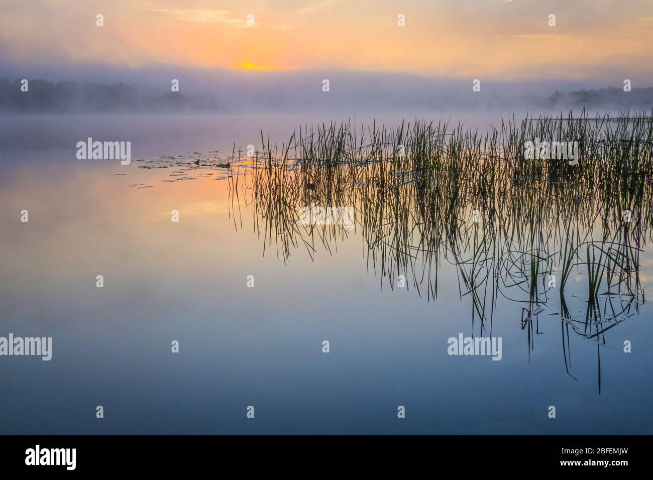 Dark moody landscape of a purple and orange sunrise over clouds that highlights fog over a still lake with grass reflected in the water. Stock Photo