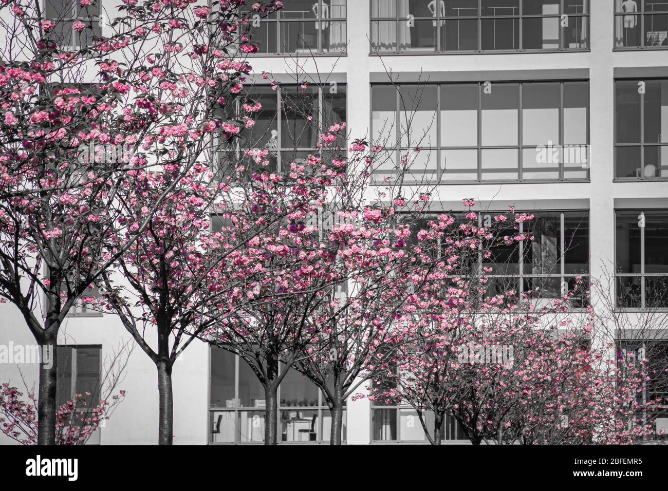 Pink cherry blossoms in front of modern facade front of a modern ...