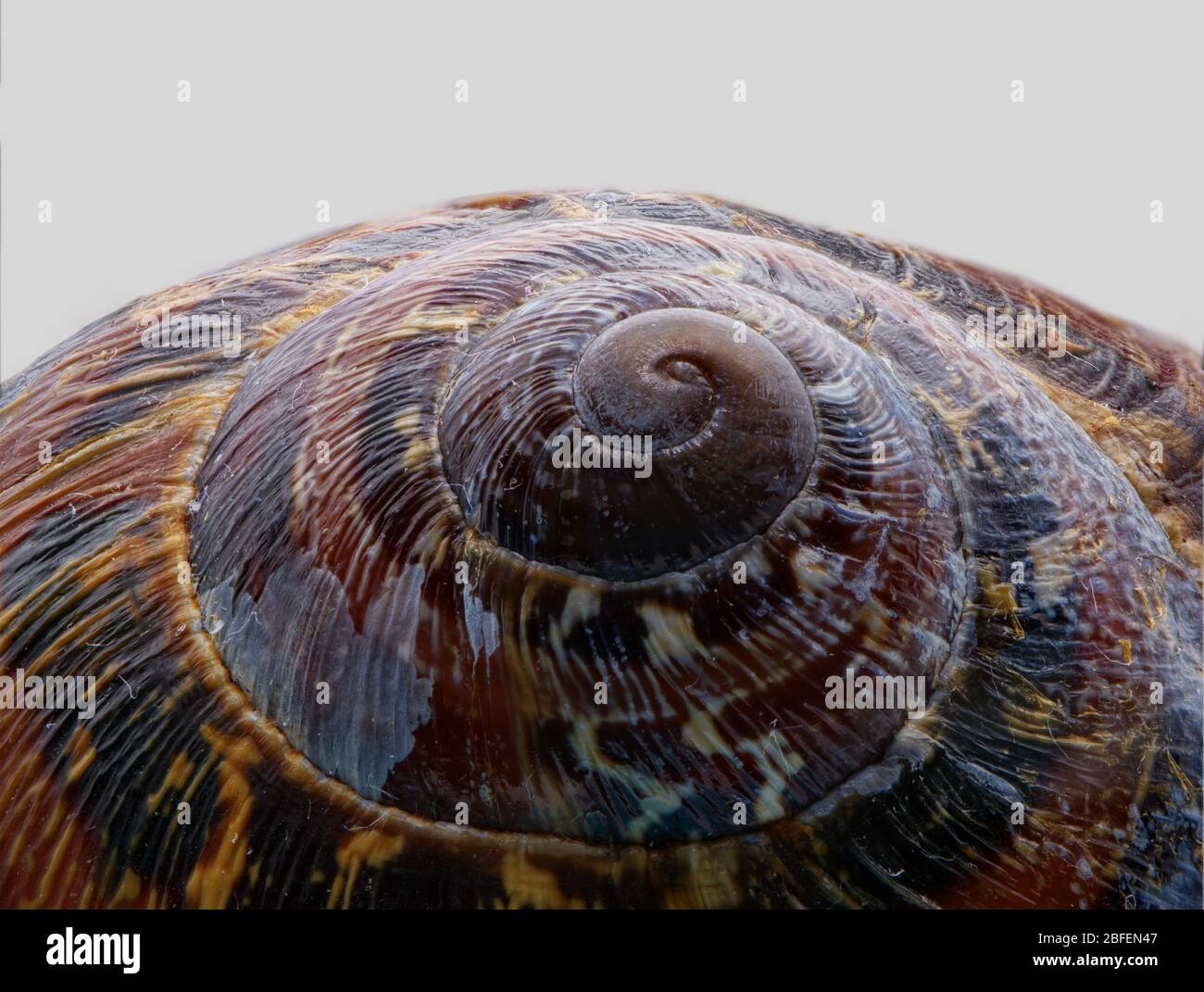 Cone shell snail hires stock photography and images Alamy