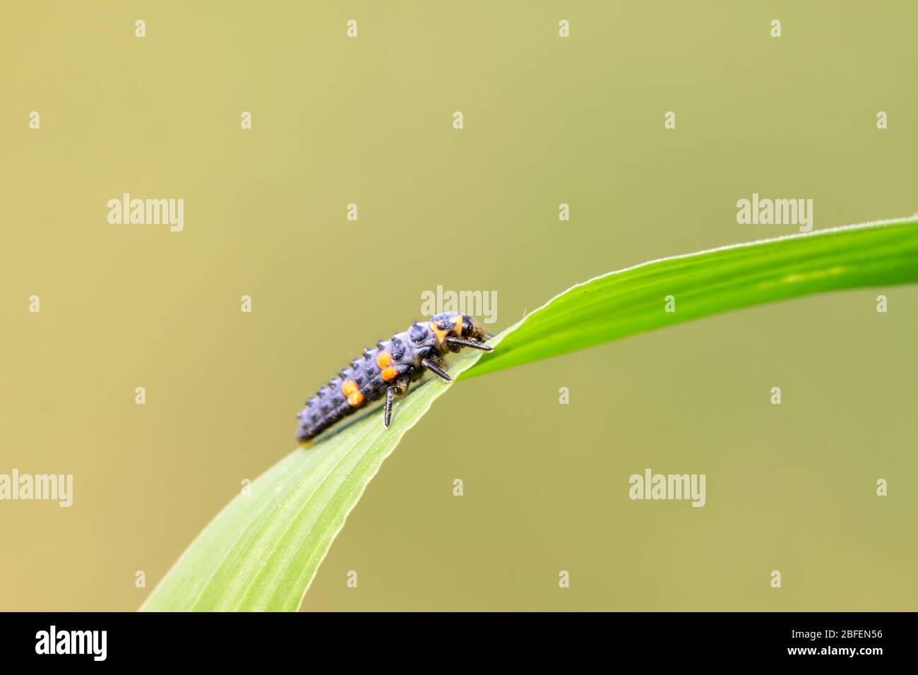 harmonia axyridis larvae on a green leaf, a kind of insects ladybug ...