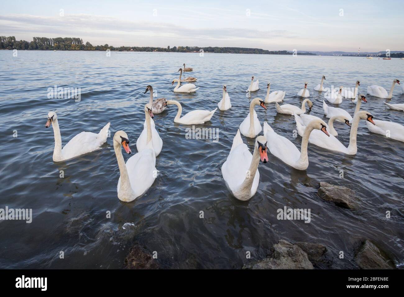 Flock of Swans, black and white types with their typical curved neck