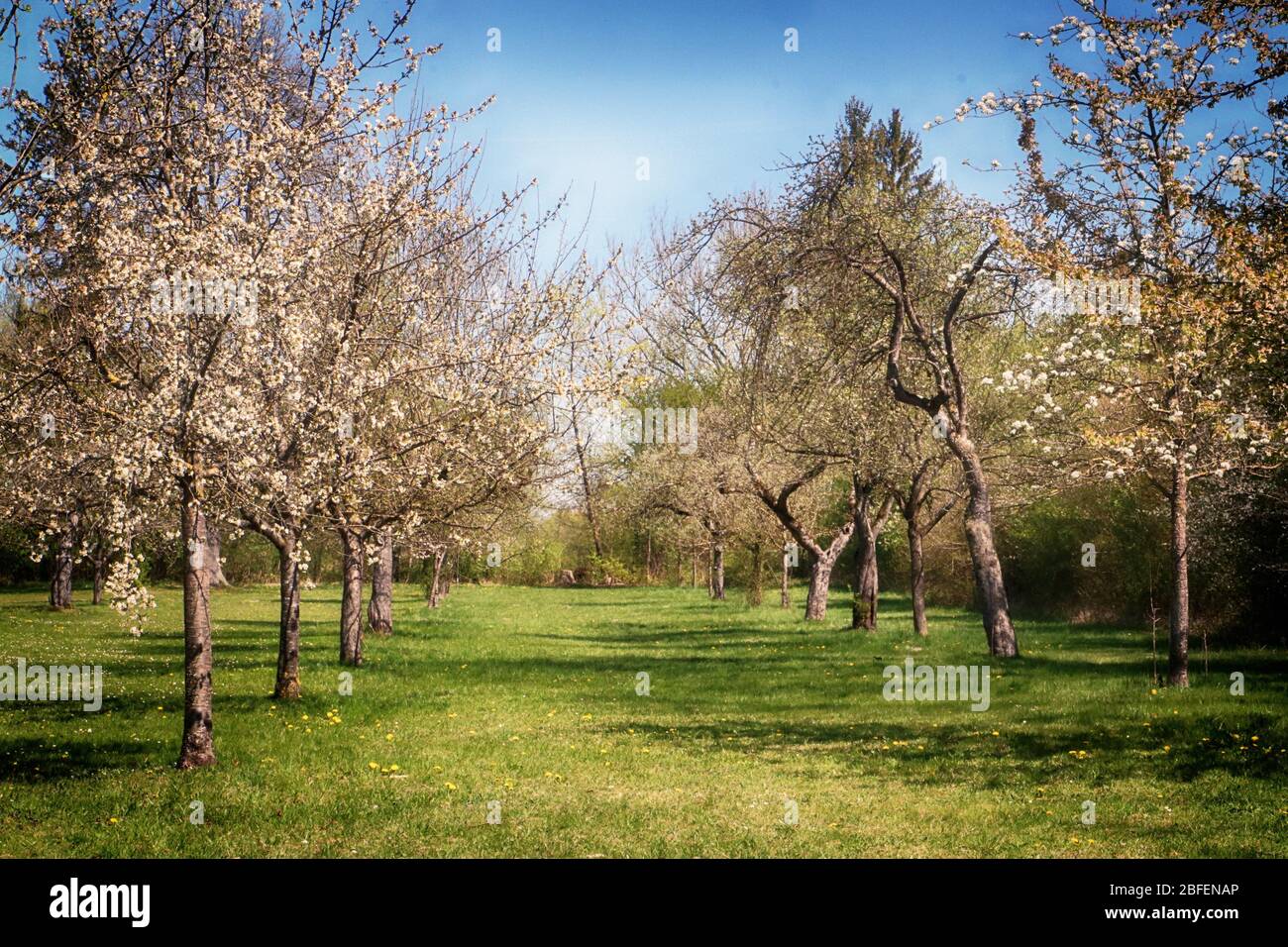 Spring landscape in Bayern: first blossoms on the apple tree branches in the orchard, soft focus Stock Photo